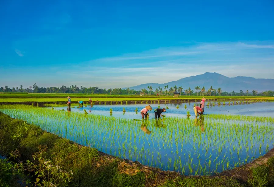 Agrowisata Sawah Organik